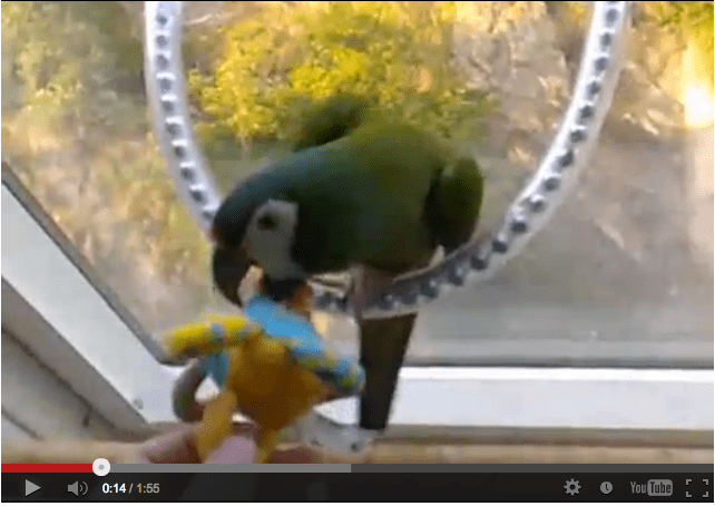 Aggressionen bei Papageien &amp; Sittichen - Spiele helfen