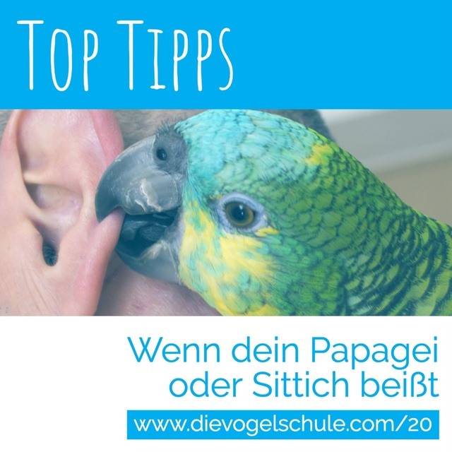 Amazone Papagei beißt Mann ins Ohr