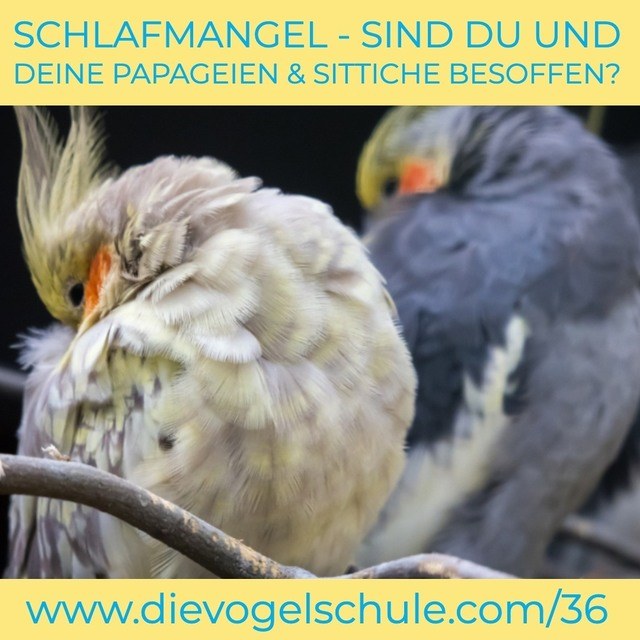 Schlafmangel WP