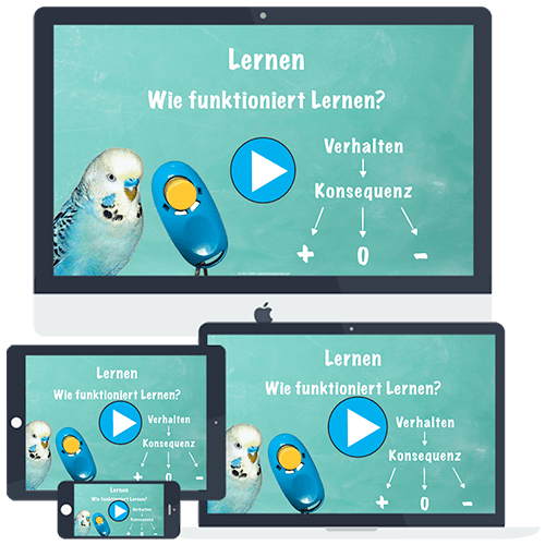 Beziehung & Training online-Kurs Beziehung & Training online-Kurs