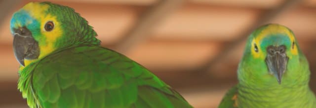 Schreiende Amazonen WP