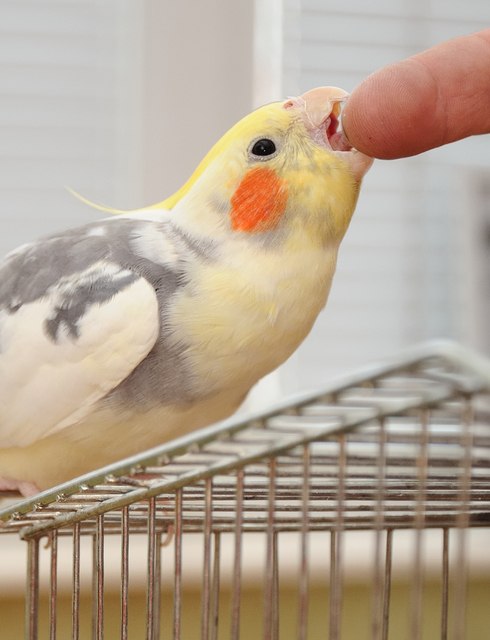 Nymphensittich beisst