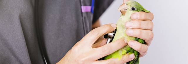 Vorsorge bei Papageien & Sittichen