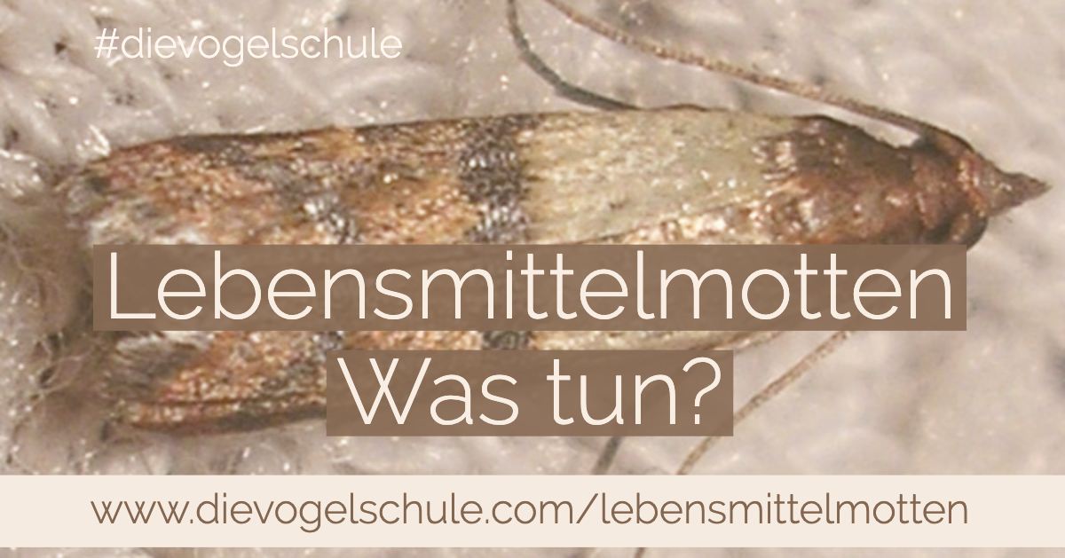Lebensmittelmotten im Futter für Papageien & Sittiche