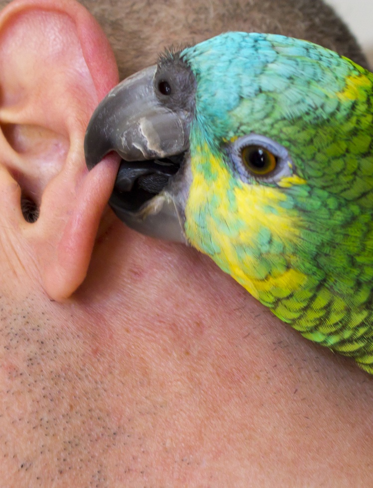 как отучить попугая кусаться. попугай кусается. как отучить попугая кусаться. как отучить попугая кусаться. как отучить попугая кусаться.