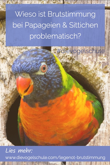 Legenot & Brutstimmung bei Papageien & Sittichen Lori