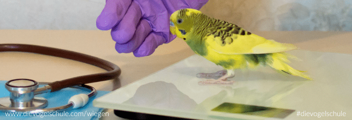 Wiegen Vogelwaage Papagei