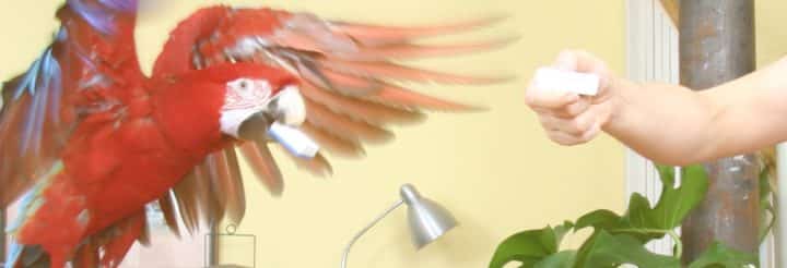 Ein Papagei lernt Apportieren als geistige Beschäftigung und Training