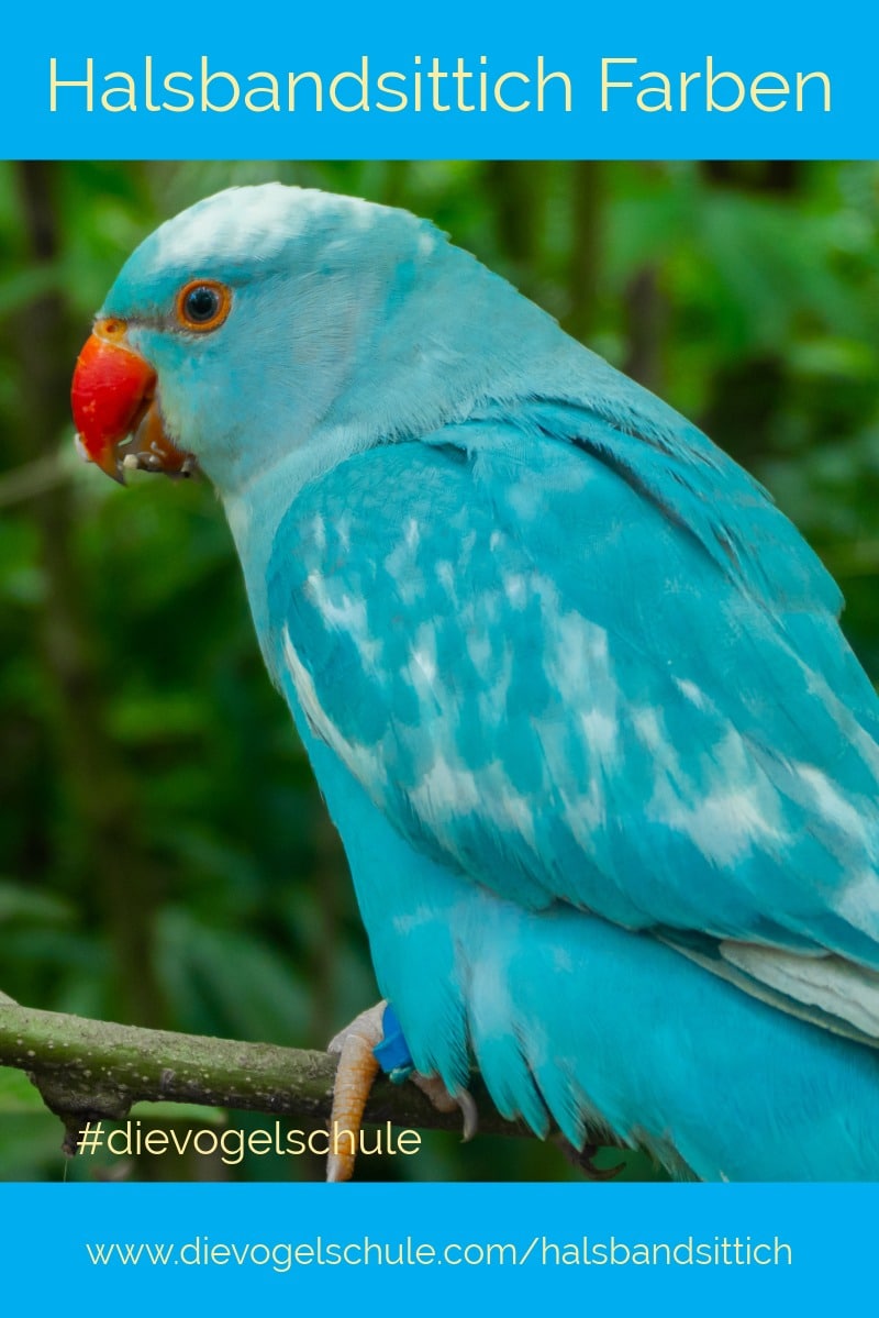 Blaue-Halsbandsittiche- Tuerkis