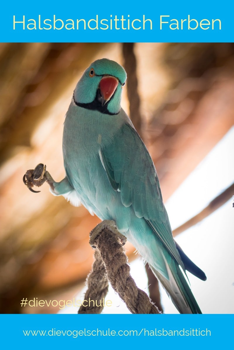 Blaue Halsbandsittiche - gruen-blau Halsbandsittich blau grün