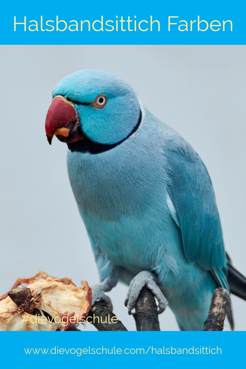 blauer-halsbandsittich-indigo