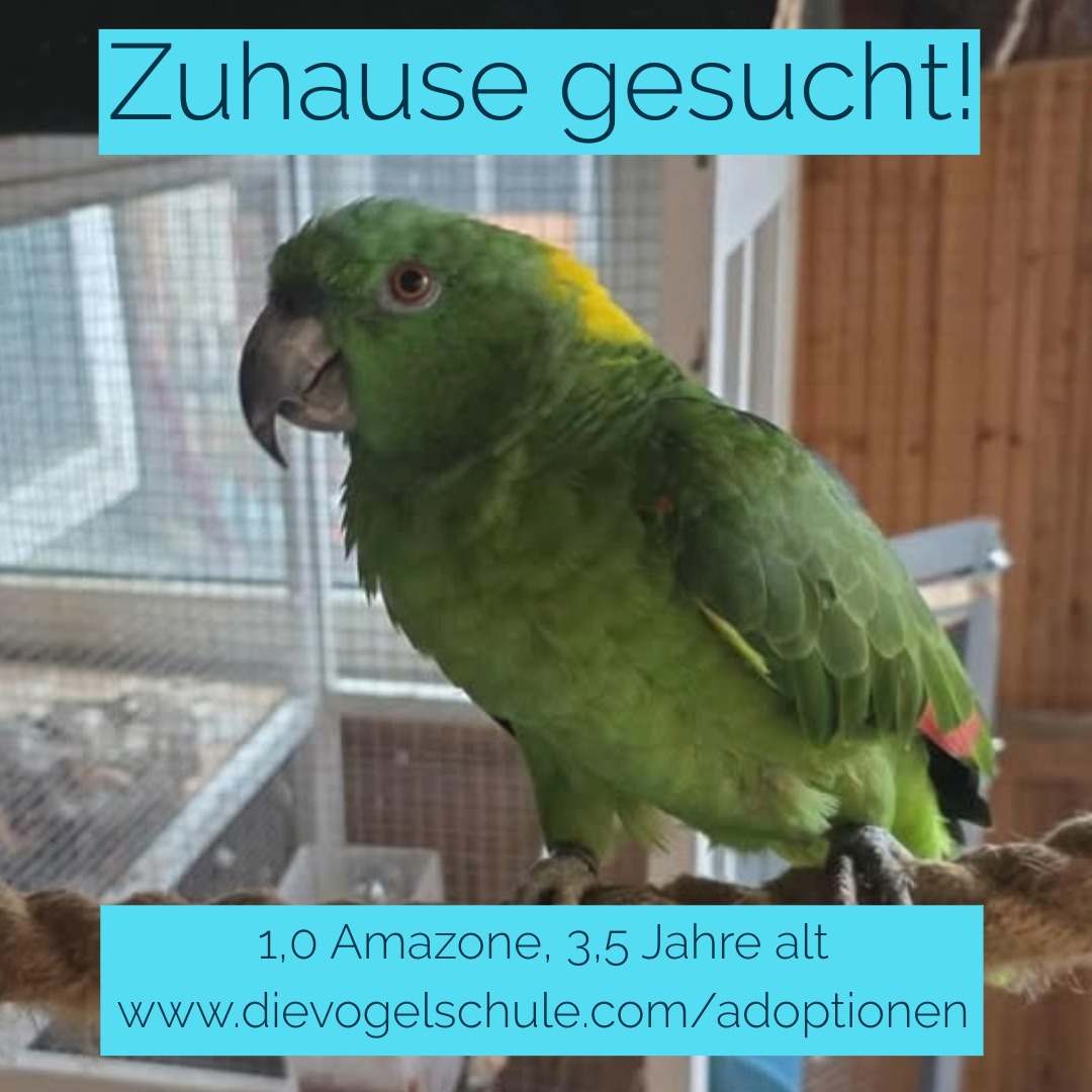 Amazone abzugeben 1,0 Amazone abzugeben - Coco, 3,5 Jahre alt