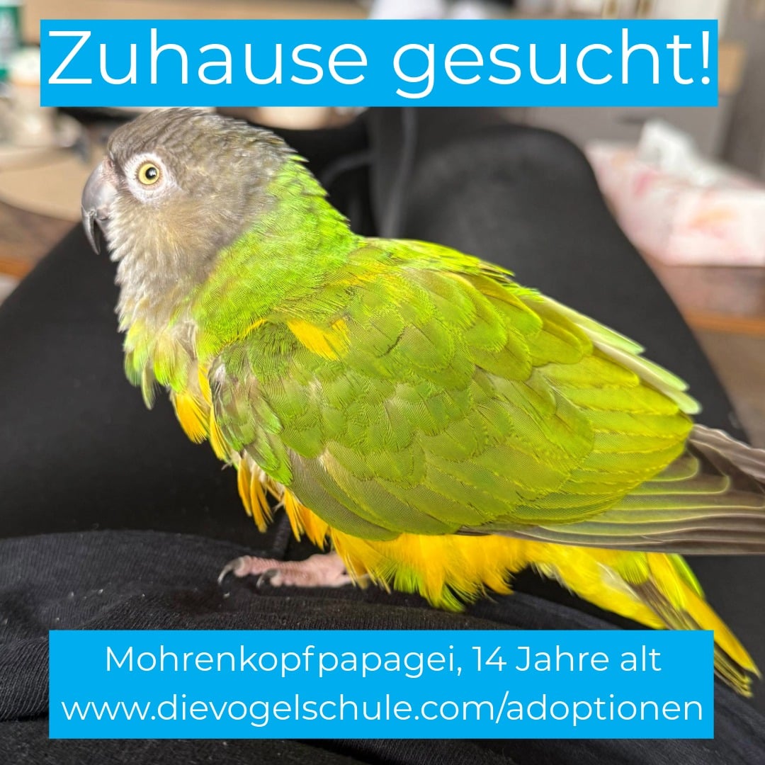 Senegalpapagei Mohrenkopfpapagei zu verschenken Senegalpapagei Mohrenkopfpapagei abzugeben