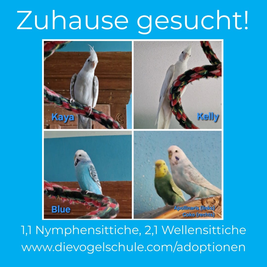 Wellensittiche Nymphensittiche zu verschenken Nymphensittiche Wellensittiche zu verschenken