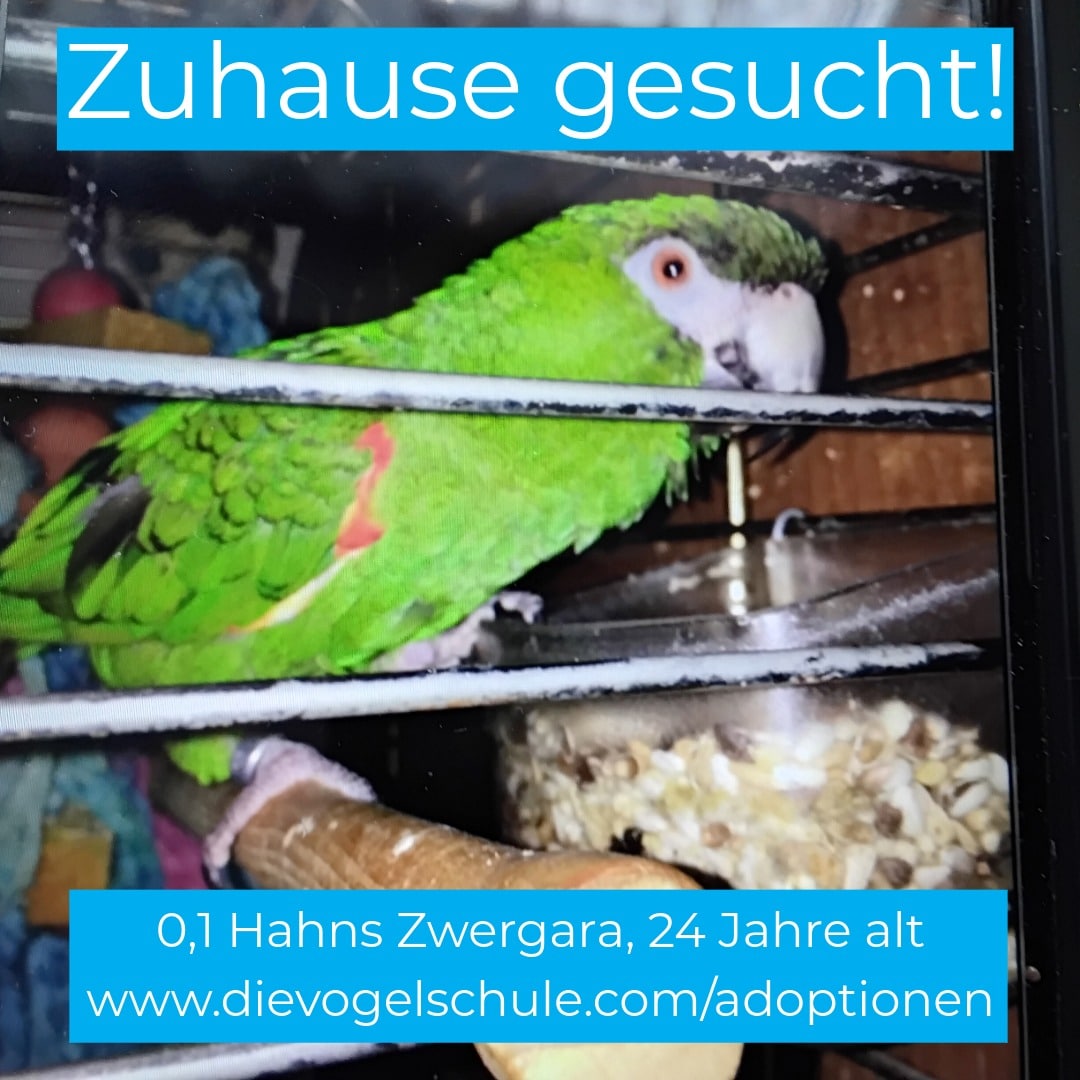 Hahns Zwergara Papagei abzugeben Hahns Zwergara Papagei zu verschenken