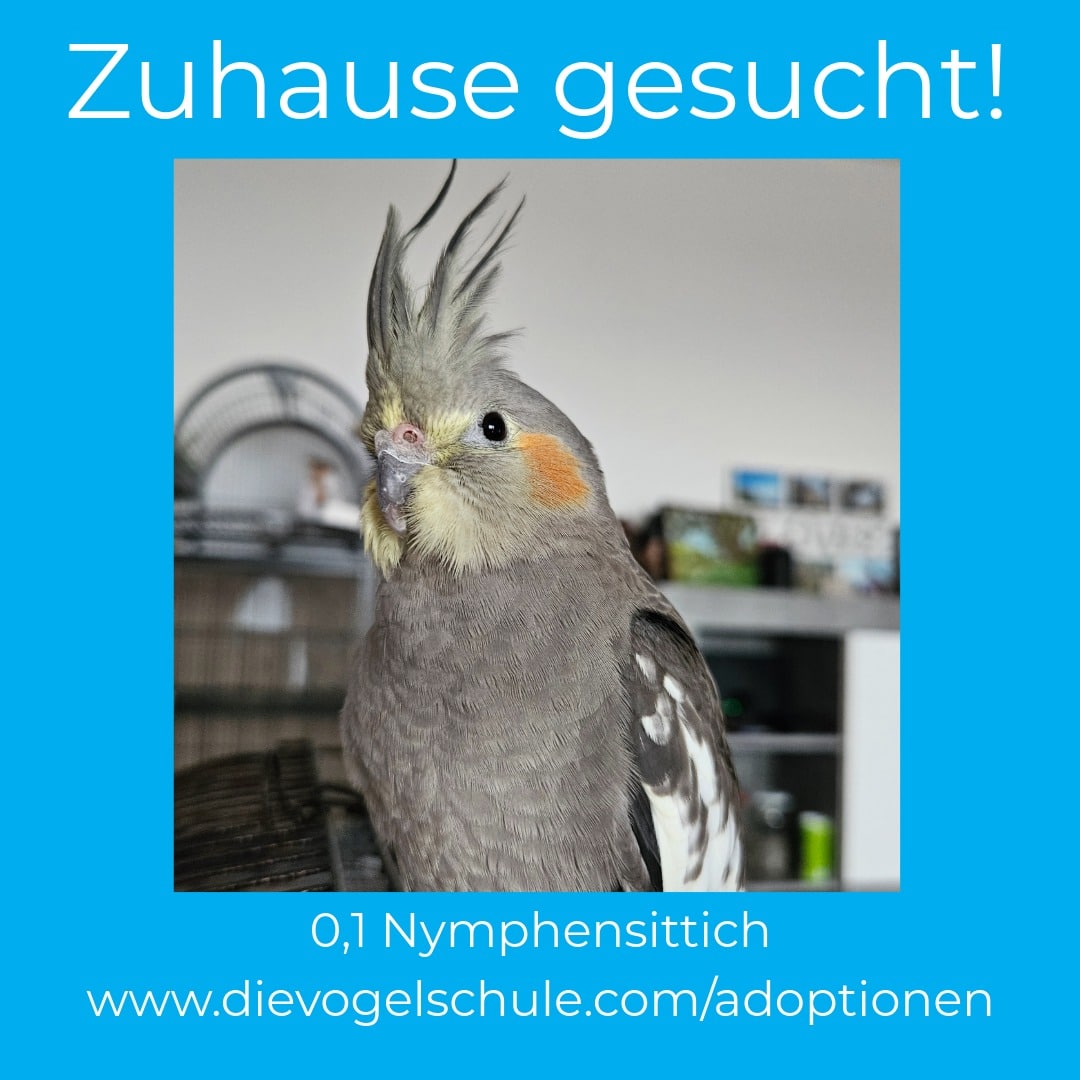 Nymphensittich gute Haltung zu verschenken Nymphensittichhenne Mimi sucht Zuhause