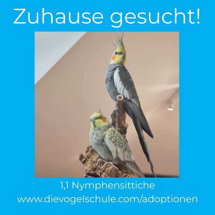 Nymphensittiche abgeben artgerechte Haltung erforderlich