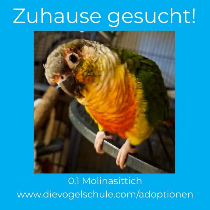 Molinasittich - Grünwangen Rotschwanzsittich - kaufen adoptieren sucht Zuhause