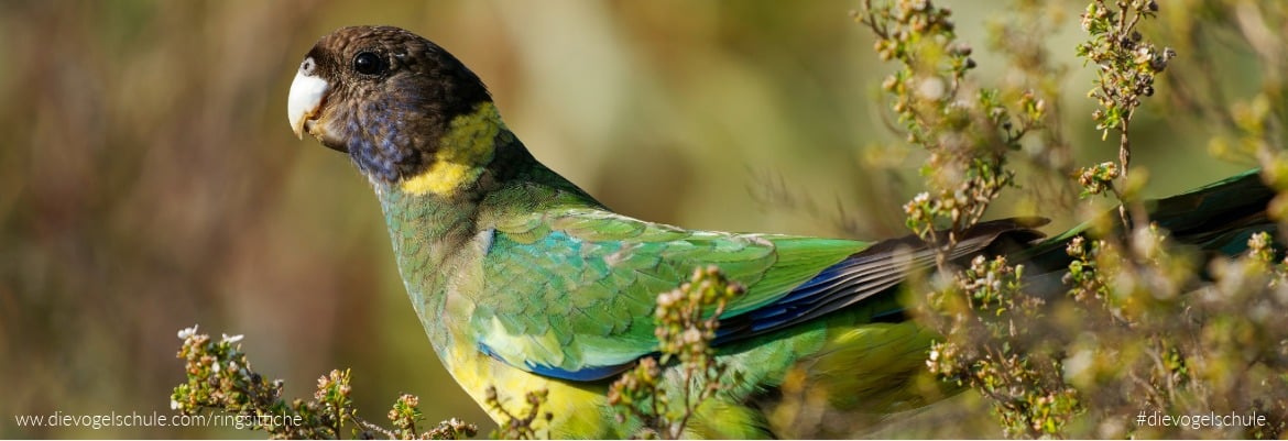 Placeholder Select Dynamic field