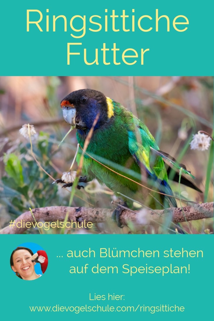 Ringsittiche - artgerechtes Futter Ringsittich frisst Blüten – Tipps zur artgerechten Ernährung