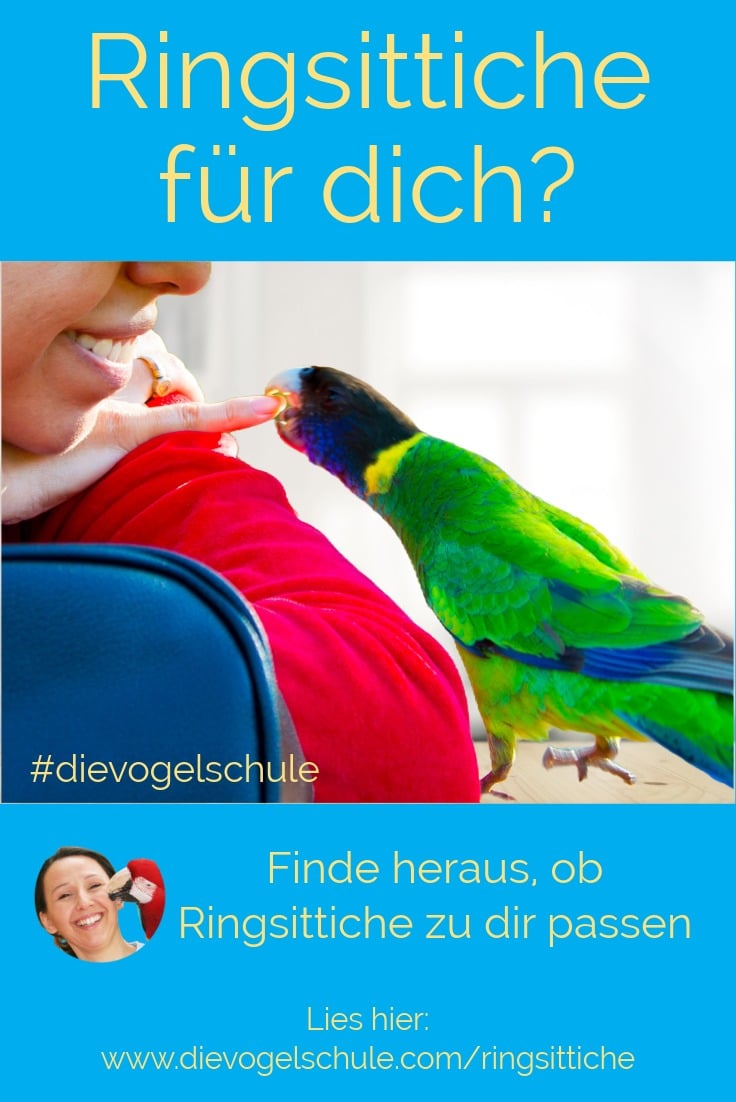 ringsittiche-zahm-haltung Zahmer Ringsittich im Training: Vertrauensaufbau durch artgerechten Umgang und gezielte Übungen.