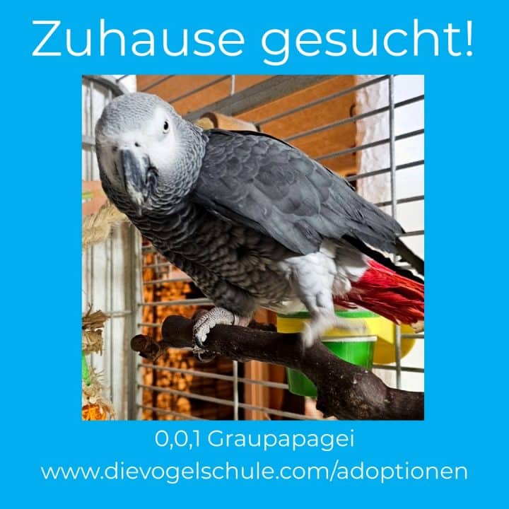 statt Graupapagei kaufen - hier ist einer zum Adoptieren