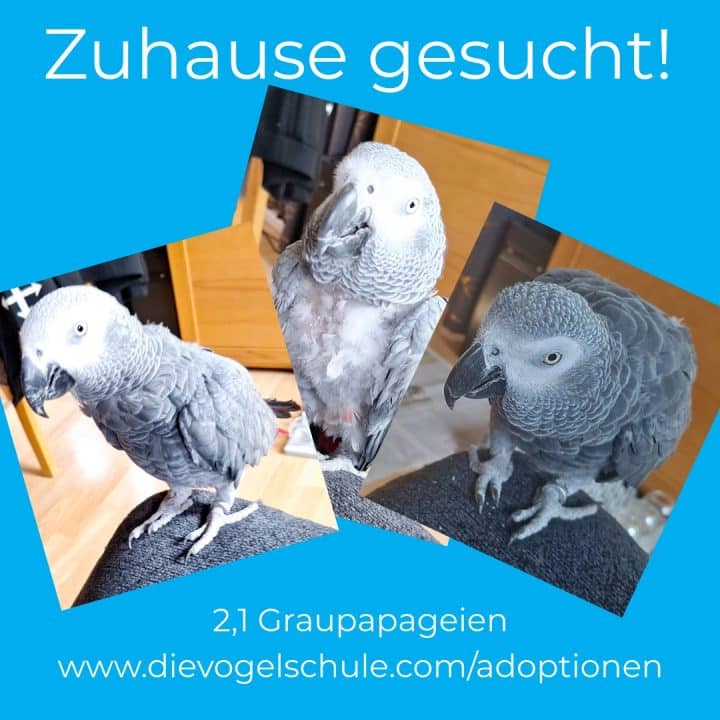 Graupapageien Gruppe Polyomavirus positiv kaufen adoptieren