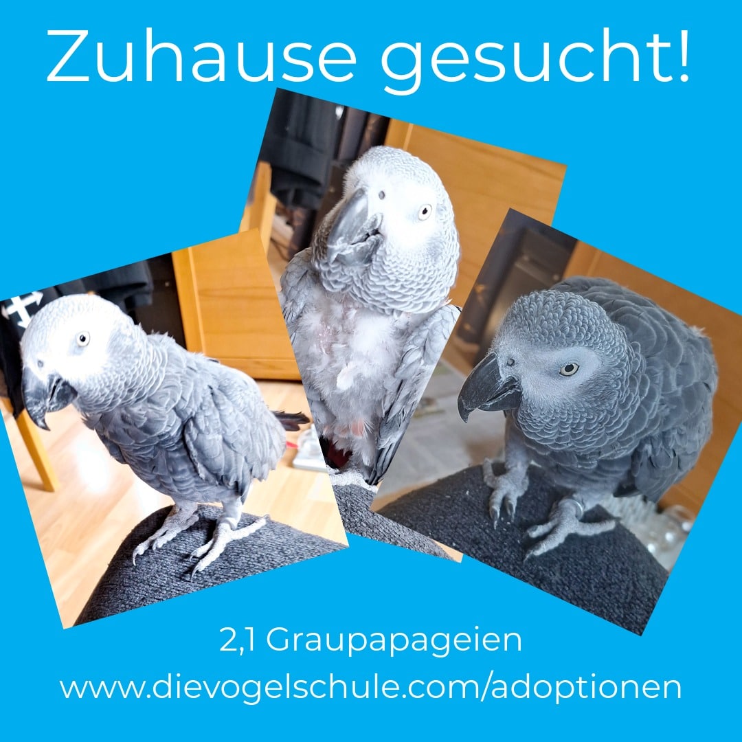 Graupapageien Polyomavirus kaufen adoptieren Graupapageien Gruppe Polyomavirus positiv kaufen adoptieren