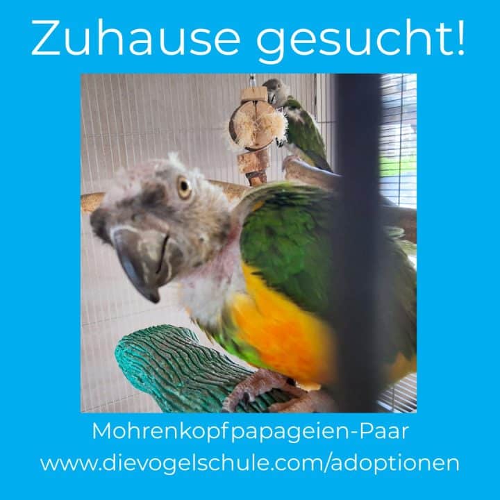 Mohrenkopfpapageien rupfen seit Tod der Halterin