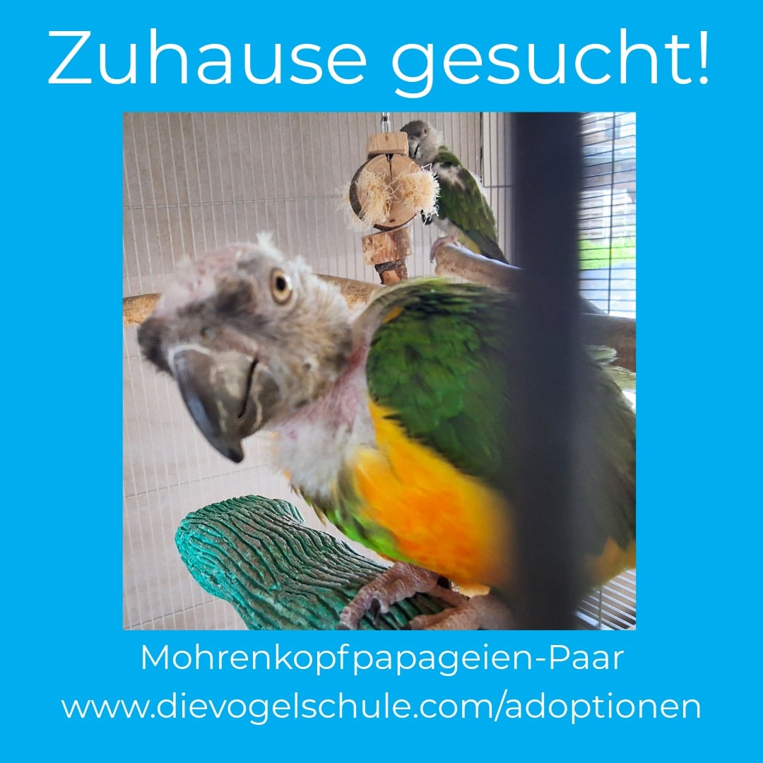 Mohrenkopfpapageien-Paar sucht Zuhause adoptieren Mohrenkopfpapageien rupfen seit Tod der Halterin
