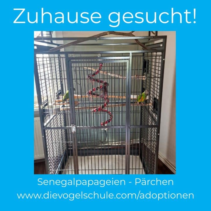 Senegalpapageien - Mohrenkopfpapageien suchen Zuhause