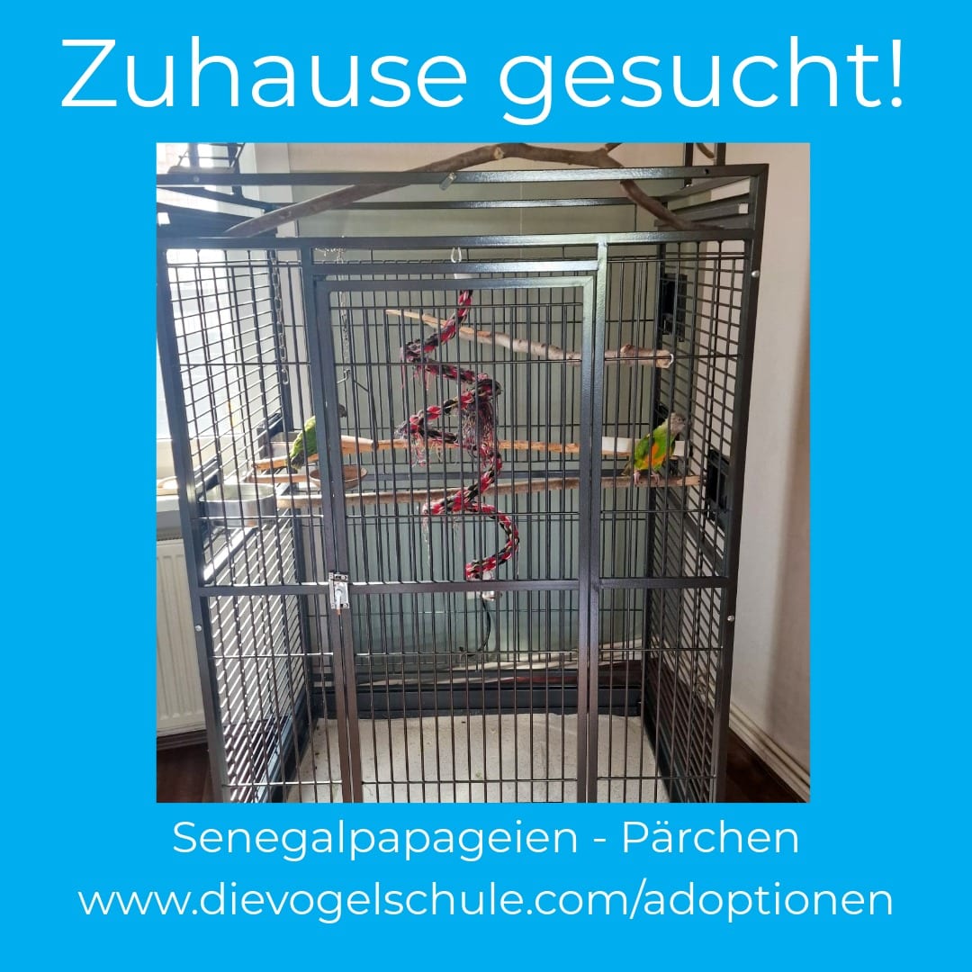 Senegalpapageien zur Adoption Senegalpapageien - Mohrenkopfpapageien suchen Zuhause