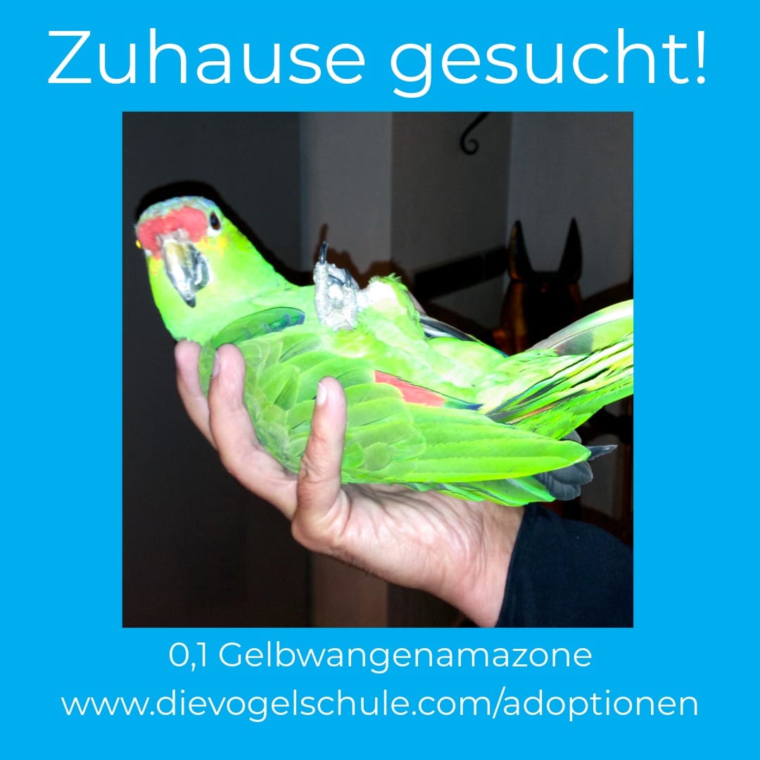 Gelbwangenamazone zu verschenken BM Gelbwangenamazone zu verschenken - statt kaufen