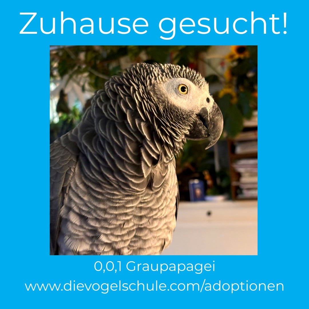 Graupapagei zu verschenken RZ Graupapagei kaufen - adoptieren