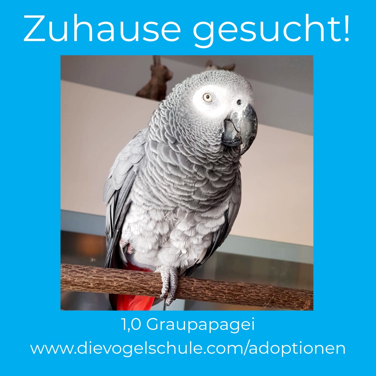 Graupapagei zu verschenken RE Graupapagei zu verschenken