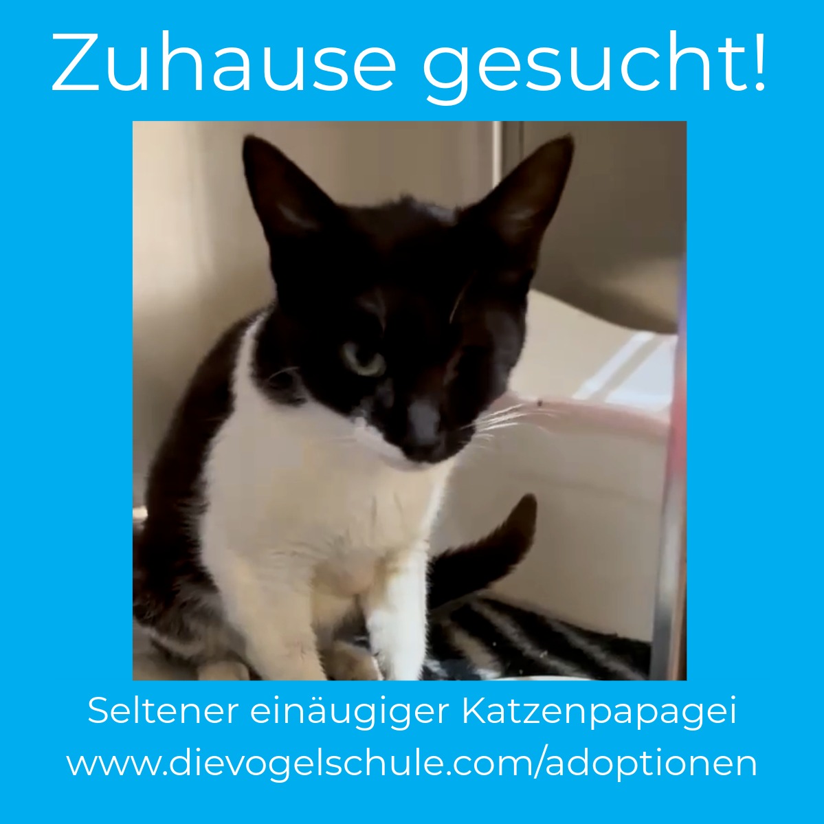 Katze Milka zu verschenken AMC Katze Milka Teneriffa