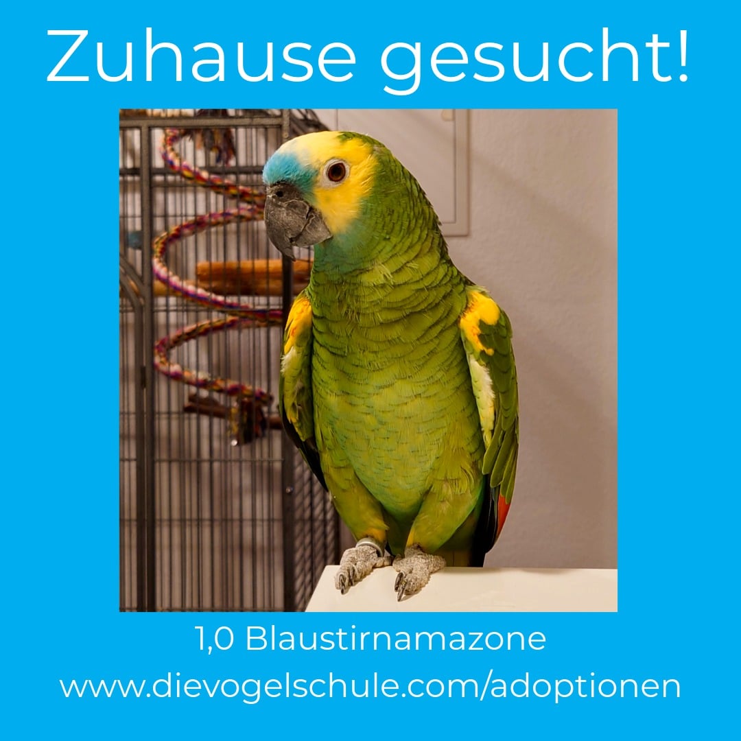 Blaustirnamazone-zu verschenken-SL Blaustirnamazone nicht kaufen - adoptieren