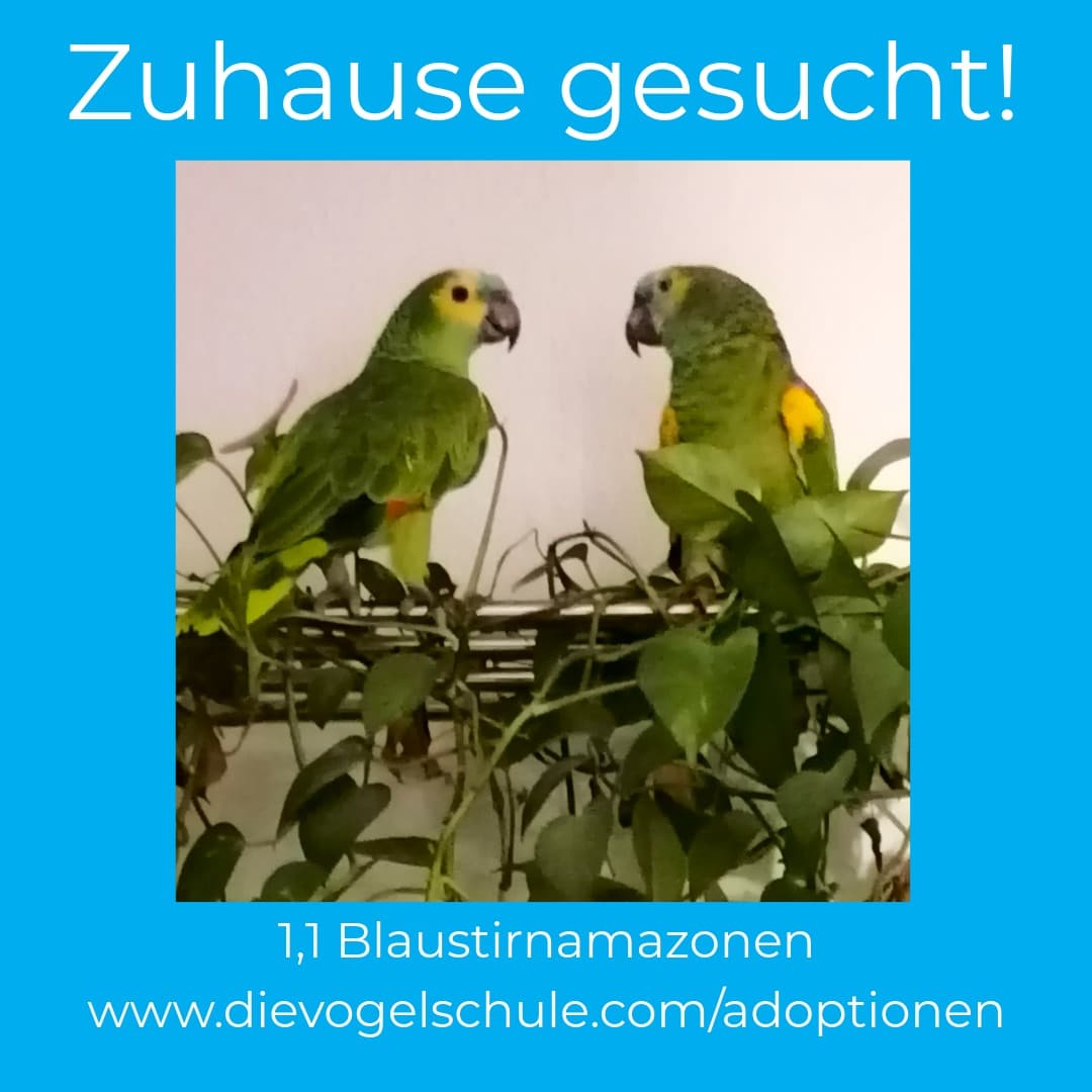 Blaustirnamazonen-abzugeben-RNCH Blaustirnamazonen zu verschenken