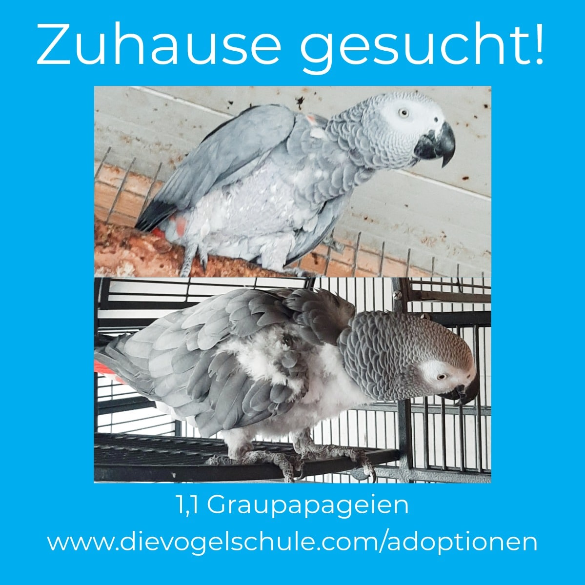 Graupapageien abzugeben Graupapageien abzugeben adoptieren statt kaufen