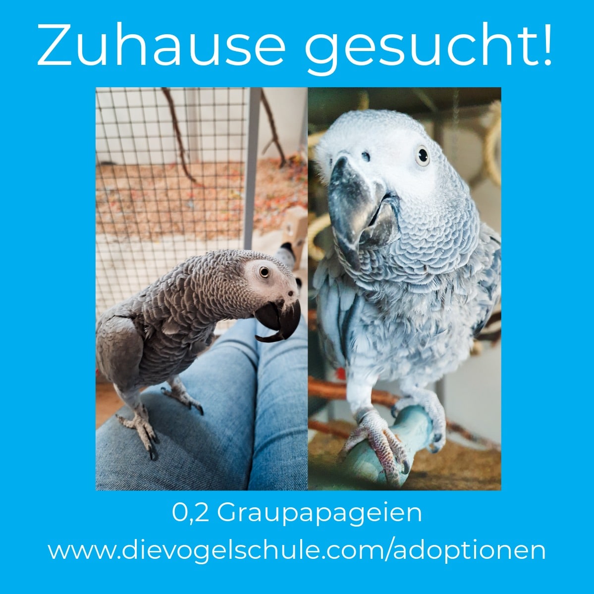 Graupapageien-dringend-abzugeben-IM Graupapagei dringend abzugeben