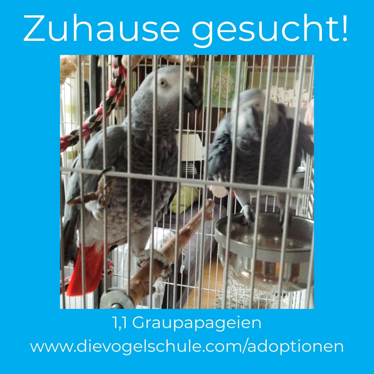 Graupapageien zu verschenken EV Graupapageien zu verschenken adoptieren statt kaufen