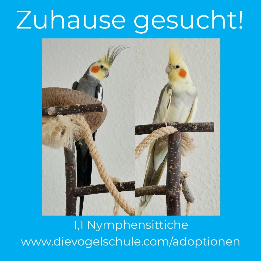 Nymphensittiche abzugeben zu verschenken Nymphensittiche zu verschenken abzugeben