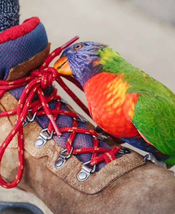 Wo drueckt der Schuh Lori Papagei mit Schuh