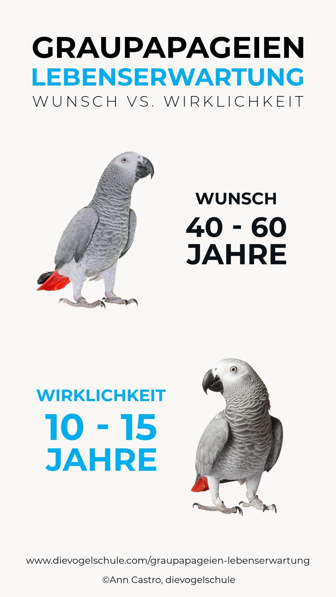 Graupapagei Lebenserwartung Grafik Grafik: Vergleich der idealisierten Lebenserwartung von 40-60 Jahren zu der realistischen Lebenserwartung von 10-15 Jahren bei Graupapageien in privater Haltung