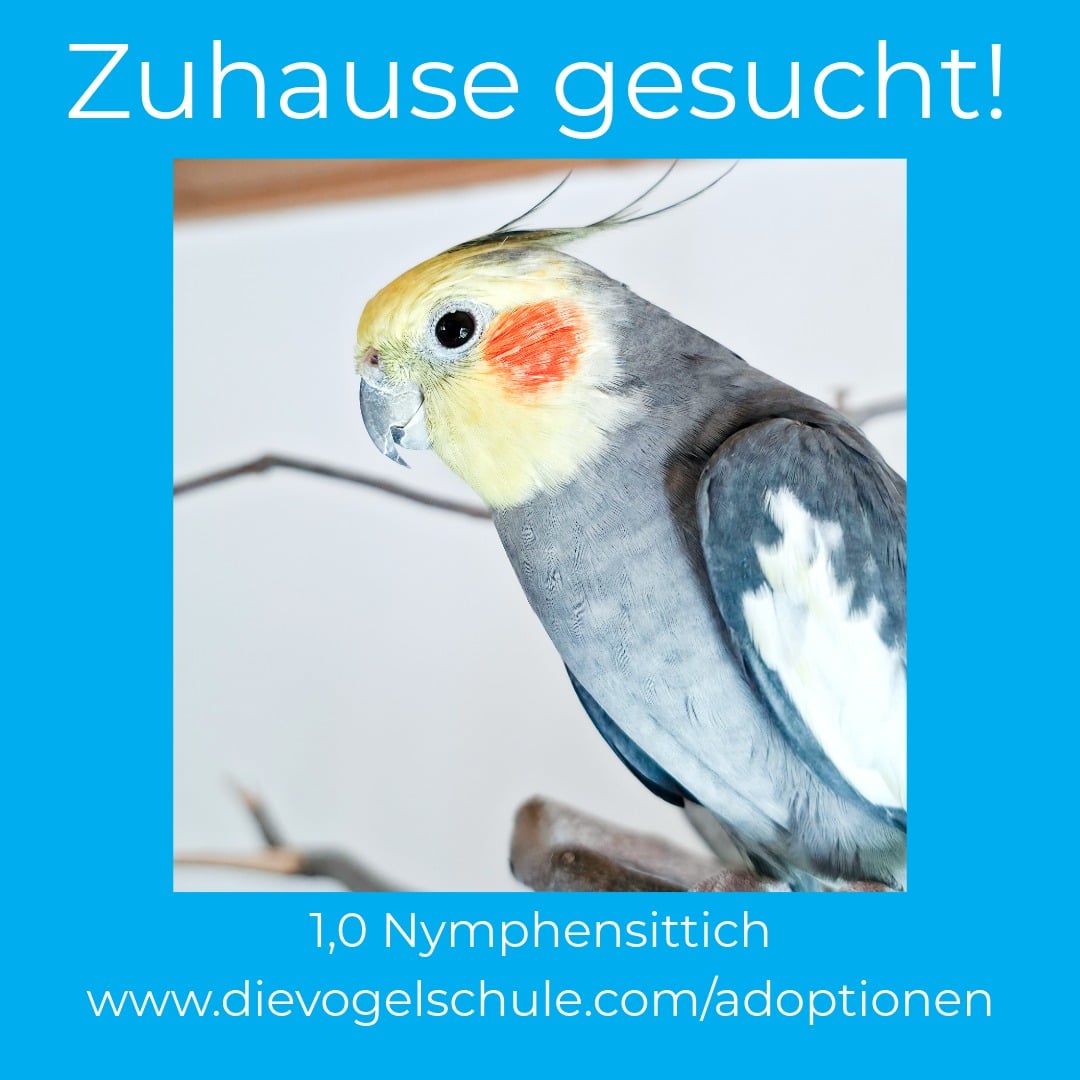 Nymphensittich abzugeben KE Nymphensittich abzugeben