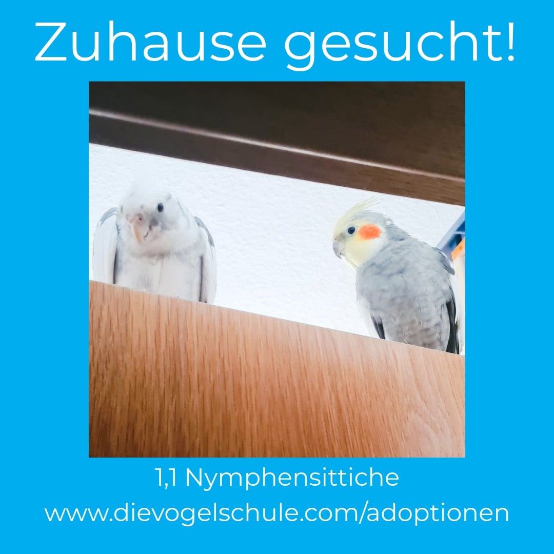 Nymphensittiche zu verschenken FK Nymphensittiche zu verschenken